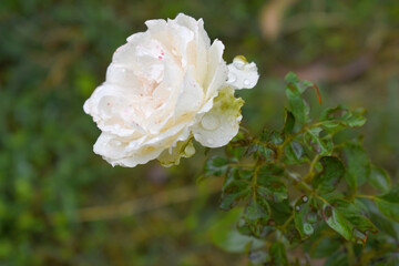 Beautiful White rose flower closeup in garden, A very beautiful rose flower bloomed on the rose tree, Rose flower, bloom flowers, Natural spring flower,  Nature