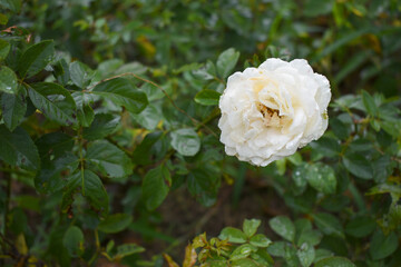 Beautiful White rose flower closeup in garden, A very beautiful rose flower bloomed on the rose tree, Rose flower, bloom flowers, Natural spring flower,  Nature