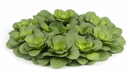 Fresh, vibrant green lettuce leaves arranged in a circular shape, isolated on a white background.