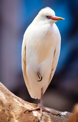 CZAPLA  © Wojciech Lisiński