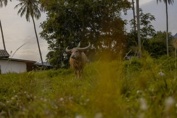A rare albino water buffalo resting on lush green grass in a rural setting, with a simple white...