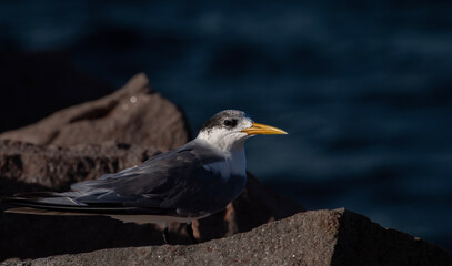 An immature greater crested tern from Australia, lit by the setting sun.