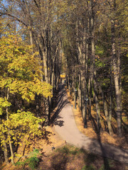 Sunny alley in the autumn park. Autumn leaf fall.