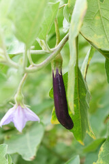 Fresh long purple brinjal (eggplant) hanging on the plant, brinjal in the vegetable field waiting to be picked for consumption. brinjal hanging on the brinjal plant. Fresh vegetable, healthy vegetable