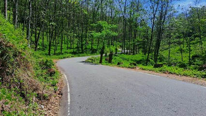 Fototapeta premium The road through the rubber plantation