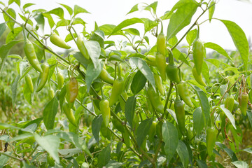 fresh green chili on plant closeup, chili plants in organic farming, Chilies closeup in field, Green chili plant in a farmer's field, Ripe green chili on a plant in Chakwal, Punjab, Pakistan