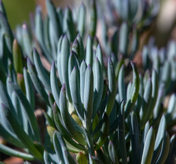 A healthy blue chalksticks succulent. an excellent ground cover.