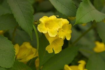 Obraz premium Yellow trumpetbush (Tecoma stans) Called Yellow bell or Yellow Elder Flower, trumpet flower, Beautiful bunch of yellow flowers closeup with green leaves Background, tecoma stans