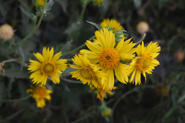 Golden Crownbeard (Also called Golden Crownbeard, Copen Daisy, golden crown beard) in the nature, Golden Crownbeard Flower closeup,Beautiful yellow flower closseup in nature Chakwal, Punjab, Pakistan