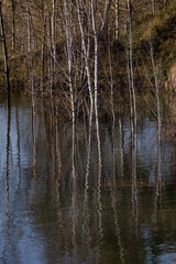 Reflection in the water. Landscape. Dead trees in the water. Water flooding. Lake