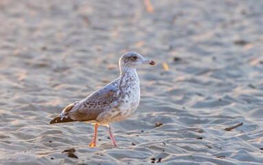 European herring gull (Larus argentatus) on beach