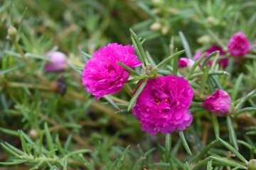 Obraz premium Portulaca grandiflora or moss rose purslane flower closeup, Closeup red moss rose purslane (portulaca grandiflora) flowers in garden tropical, delicate dreamy of beauty of nature with green leaves