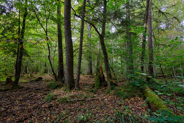 Old alder trees in background in autumnal deciduous tree stand