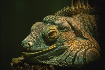 Fototapeta premium Green Iguana Reptile Portrait Closeup