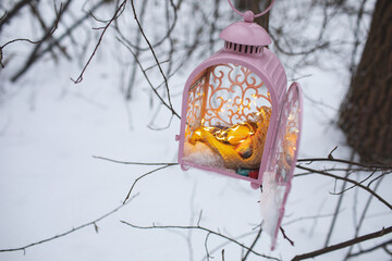 lantern in the snow