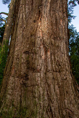 sequoia in a park in switzerland
