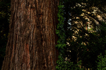 Obraz premium sequoia in a park in switzerland