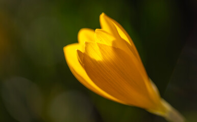 Fototapeta premium Beautiful yellow spring crocuses in the garden. Floral spring background with yellow crocus flowers.