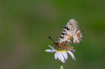 a beautiful butterfly with scallop, Zerynthia deyrollei