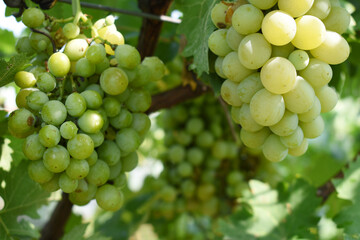 Close up of grapes hanging on Vine, Hanging grapes. Grape farming. Grapes farm. Tasty green grape bunches hanging on branch. Grapes With Selective Focus on the subject, Chakwal, Punjab, Pakistan