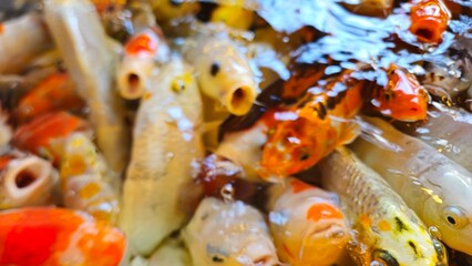 Close up of colorful Koi fishes or Japanese Koi carp swimming in the healthy lake. Koi open mouth finding for food.