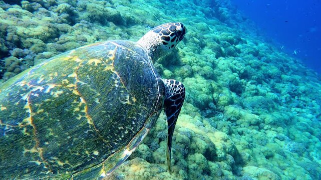 Komodo, Indonesia: Underwater close up footage of a sea turle that swim in slow motion during a scuba diving in the Tatawa Besar dive site in the Komodo park near Labuan Bajo in Flores in Indonesia