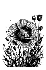 Obraz premium Field poppy. Black and white line art. Botanical pattern
