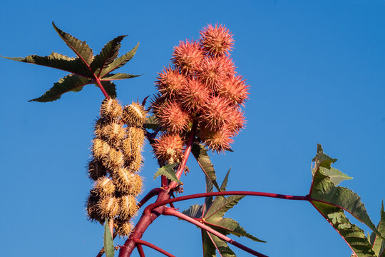 Rizin, Fr&uuml;chte des Wunderbaums.(Ricinus communis) , Peloponnes, Griechenland 24079.jpg
