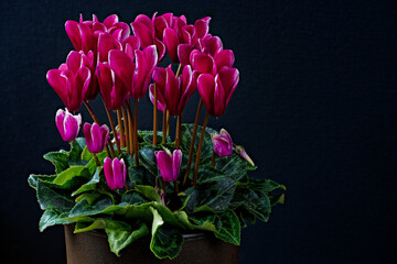 Blooming cyclamen photographed with a macro lens.