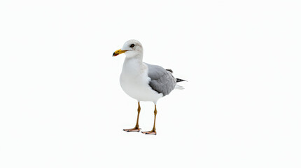 High-Quality Stock Photo of Seagull Isolated on White Background - Perfect for Wildlife and Nature Projects