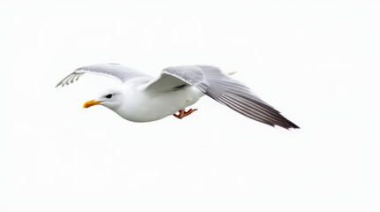 Fototapeta premium High-Quality Stock Photo of Seagull Isolated on White Background - Perfect for Wildlife and Nature Projects