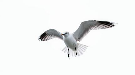 Obraz premium High-Quality Stock Photo of Seagull Isolated on White Background - Perfect for Wildlife and Nature Projects