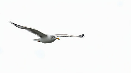 Obraz premium High-Quality Stock Photo of Seagull Isolated on White Background - Perfect for Wildlife and Nature Projects