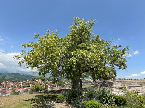 A giant terebinthus tree (Pistacia terebinthus) on a hill in summer, close-up of its thick trunk, large branches and green leaves. Centuries-old tree. Terebinth, turpentine, Pistachio, hackberry tree.