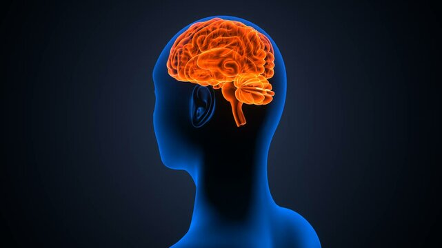 female brain with nerves anatomy. 3d illustration