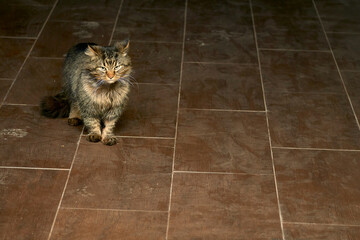 An old shaggy fighting cat, the owner of the yard