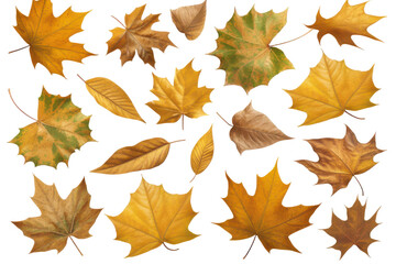 Autumn leaves collection   golden yellow and brown foliage isolated transparent background  on transparent background