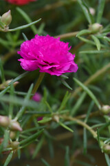 Portulaca grandiflora or moss rose purslane flower closeup, Closeup red moss rose purslane (portulaca grandiflora) flowers in garden tropical, delicate dreamy of beauty of nature with green leaves
