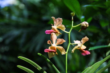 Obraz premium Stunning Yellow Orchid in Singapore Botanical Garden