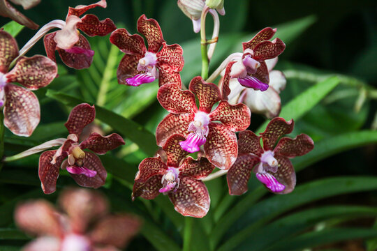 Beautiful Papilionanda Mimi Palmer Pink Orchids