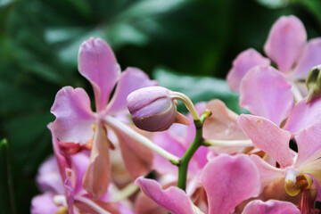 Stunning Purple Orchids in Singapore Botanical Garden
