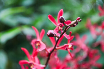 Aranthera James Storie Orchids in Botanical Garden