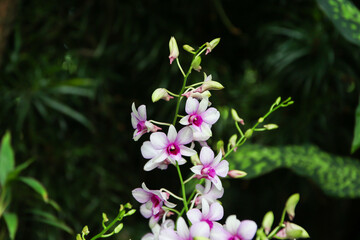 Dendrobium Hiang Beauty Orchids in Botanical Garden