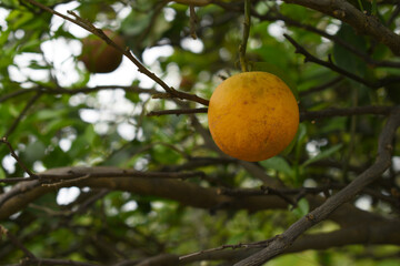 ripe oranges on tree, close-up of a beautiful orange tree with orange, fruit hanging on a tree, Close-up of ripe oranges hanging on a tree in an orange plantation garden, Chakwal, Punjab, Pakistan