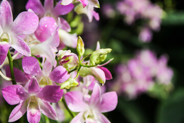 Naklejka premium Vibrant Aranda Chark Kuan Pink Orchids