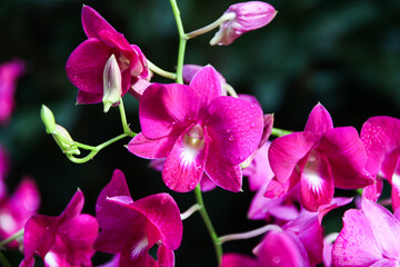 Exquisite Yamamoto Dendrobium Hybrid Orchids Display