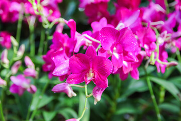 Exquisite Yamamoto Dendrobium Hybrid Orchids Display