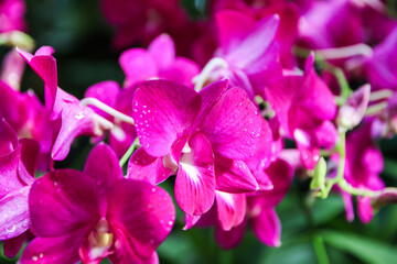 Exquisite Yamamoto Dendrobium Hybrid Orchids Display