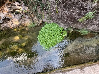 Watercress growing by the stream. Close-up. Nasturtium officinale, N. microphyllum or Watercress is a leafy green plant that grows in freshwater or flowing water. Fresh an aquatic flowering plant.