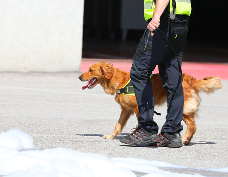trained search and rescue dog with its handler to locate missing persons